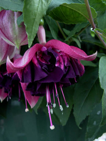 Fuchsia- en Kuipplantenkwekerij Gommer