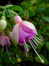 Fuchsia Beertje