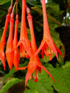 Fuchsia Butterfly Dancer