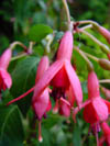Fuchsia Christ Smulders