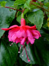 Fuchsia Felix