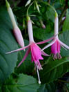 Fuchsia Jaspers Zuurstok