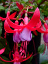 Fuchsia Marja Spek