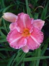 Hemerocallis Pretty Fancy
