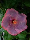 Hibiscus zaailing 2011017-1
