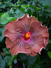 Hibiscus Moorea Silver Storm
