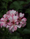 Pelargonium Harlequin Rosy 'O Day