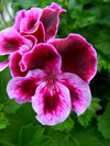 Pelargonium Spanish Angel
