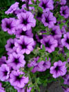 Petunia Littletunia Violet