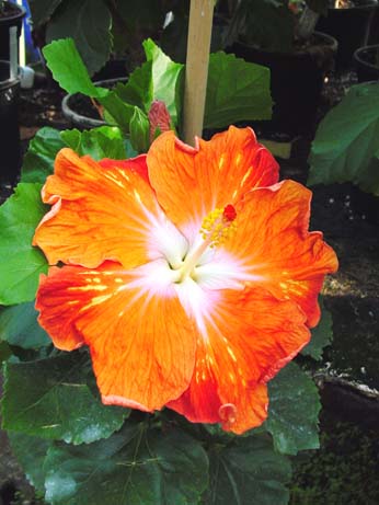 Zauberflote x Lady Cilento