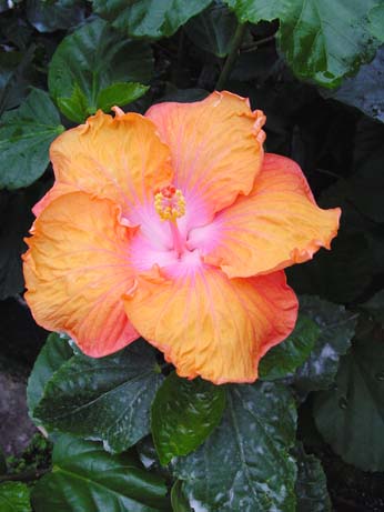 All Aglow x Harvest Moon