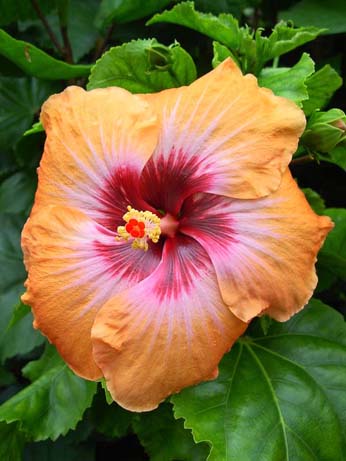 All Aglow x My Angel