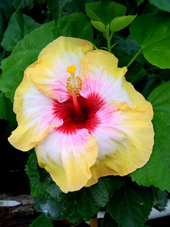 Fifth Dimension x My Angel