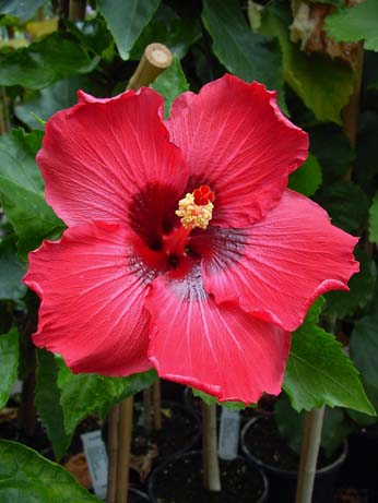 Twilight Glow x My Angel