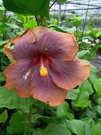 Zauberflote x Wallflower