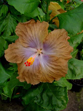 Zauberflote x Wallflower