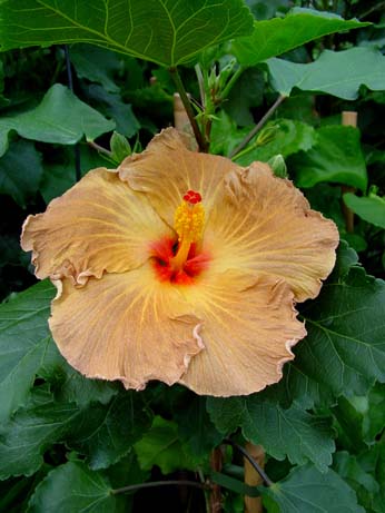 Zauberflote x Wallflower
