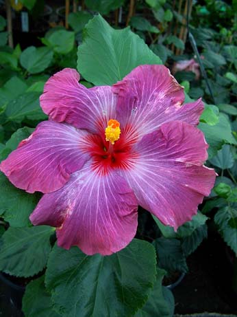 Zauberflote x Wallflower