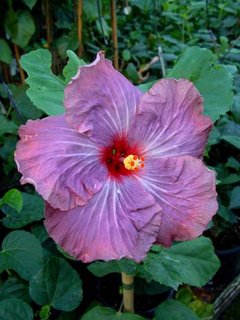 Zauberflote x Wallflower