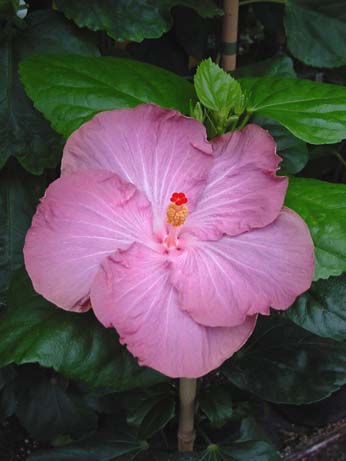 Zauberflote x Wallflower
