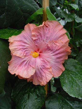 Zauberflote x Wallflower