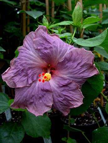 Zauberflote x Wallflower