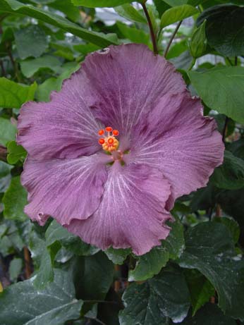 Zauberflote x Wallflower