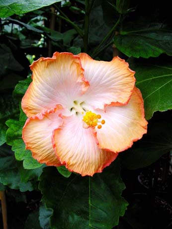 Fifth Dimension x All Aglow