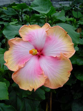 Fifth Dimension x All Aglow