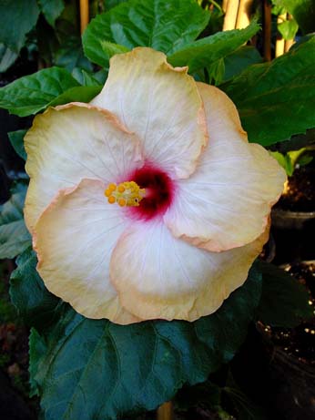 Fifth Dimension x All Aglow