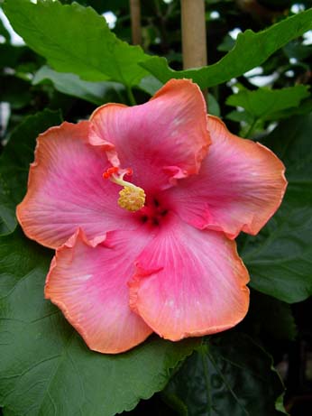 Fifth Dimension x All Aglow