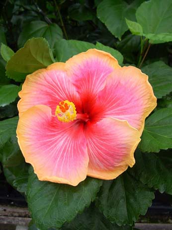 Fifth Dimension x Lora