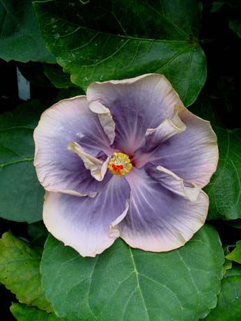 Fifth Dimension x Lora