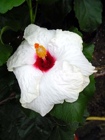 Fifth Dimension x Lora