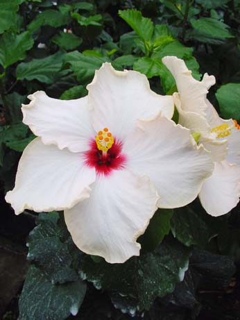 Fifth Dimension x Lora