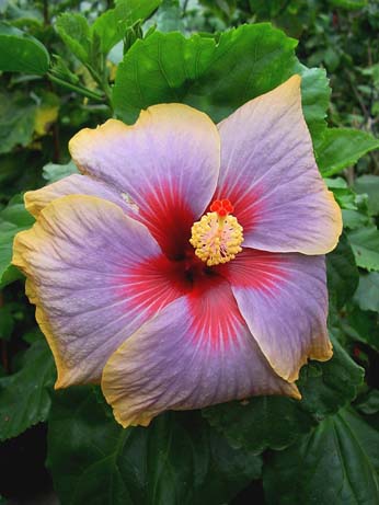 Fifth Dimension x Lora