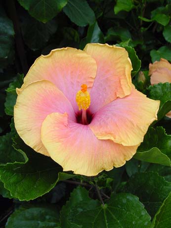 Fifth Dimension x Lora