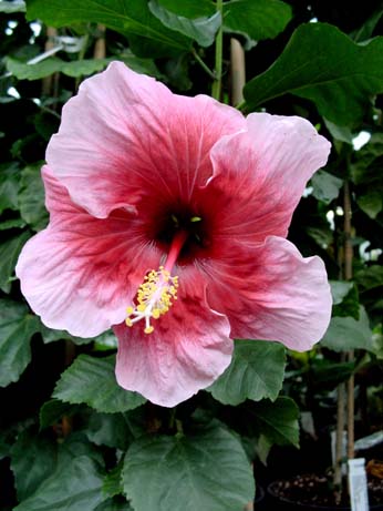 Orange Grove x Fourth of July