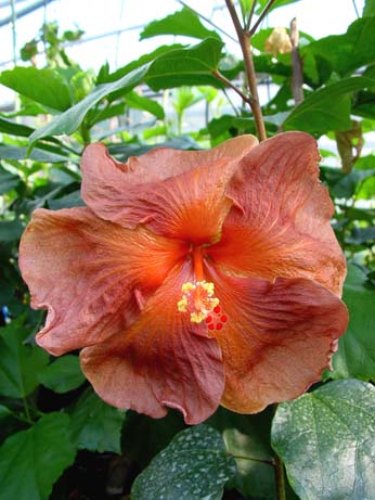 Topaz Glory x Herm Geller