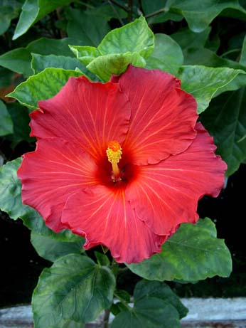 Lady in Red x Wallflower