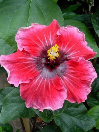 Lady in Red x Lady Adele