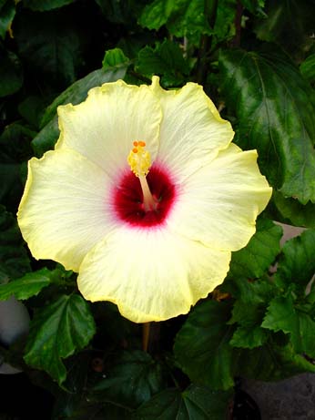 Jacqueline Koo x My Angel