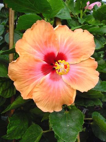 Jim Hendry x My Angel