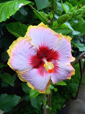 Fifth Dimension x My Angel