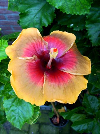 Fifth Dimension x My Angel