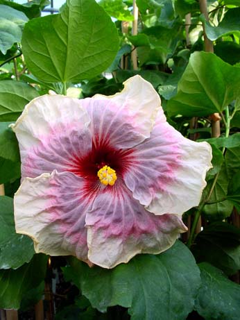 Fifth Dimension x Fourth of July