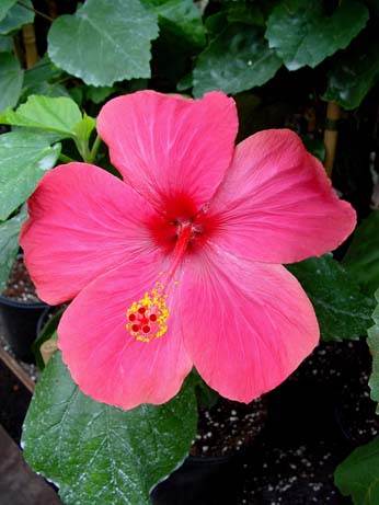 Thelma Bennel x Wallflower
