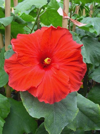 Thelma Bennel x Wallflower