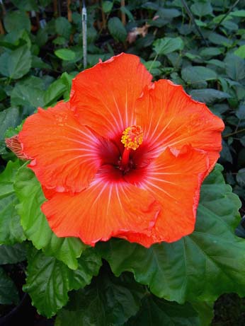 Zauberflote x My Angel