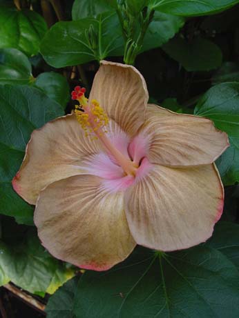 Tylene x Fifth Dimension